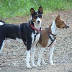 Pair of Basenjis